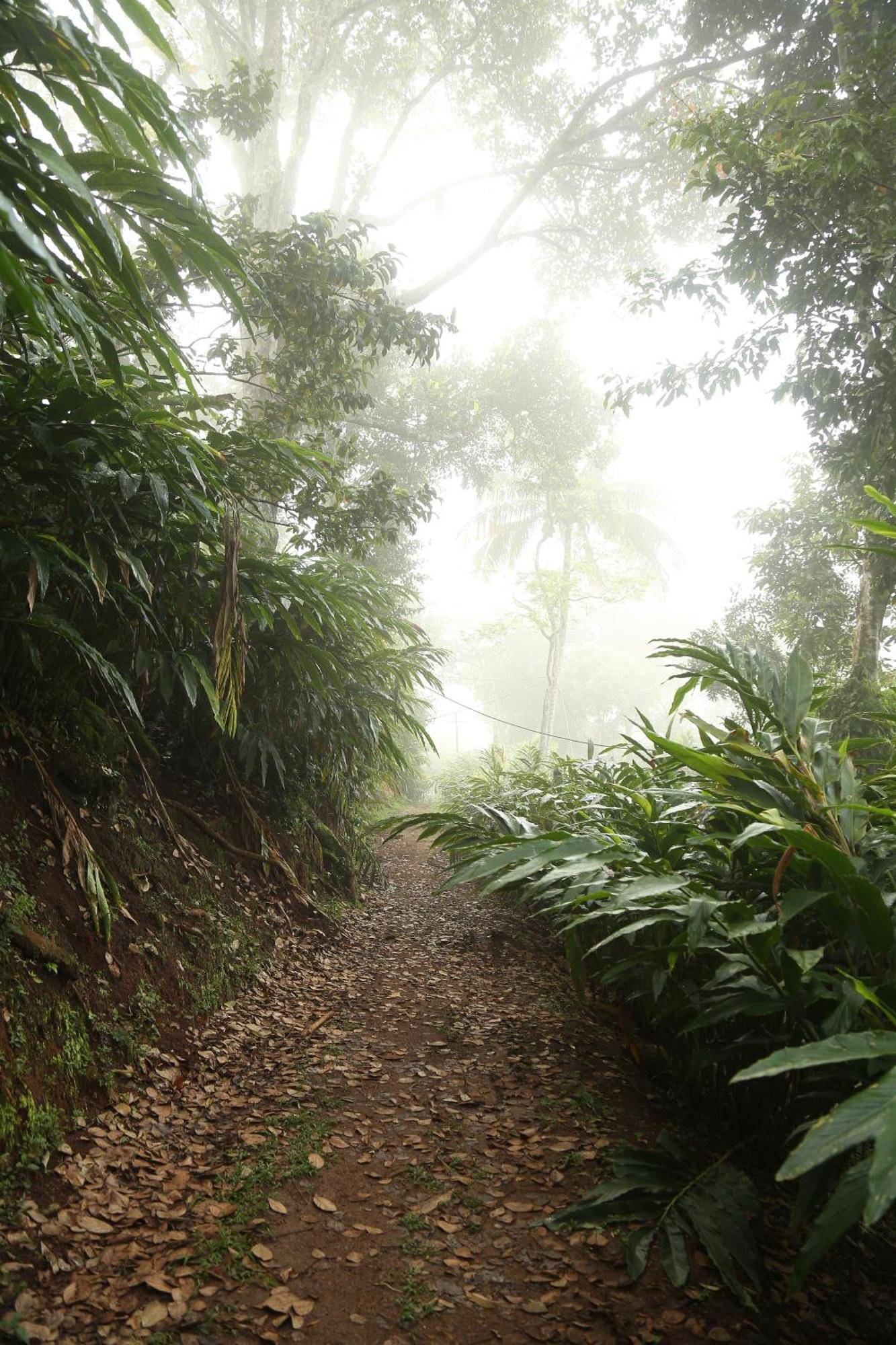 Spice Forest Plantation Homestay, Thekkady Vandiperiyar ภายนอก รูปภาพ
