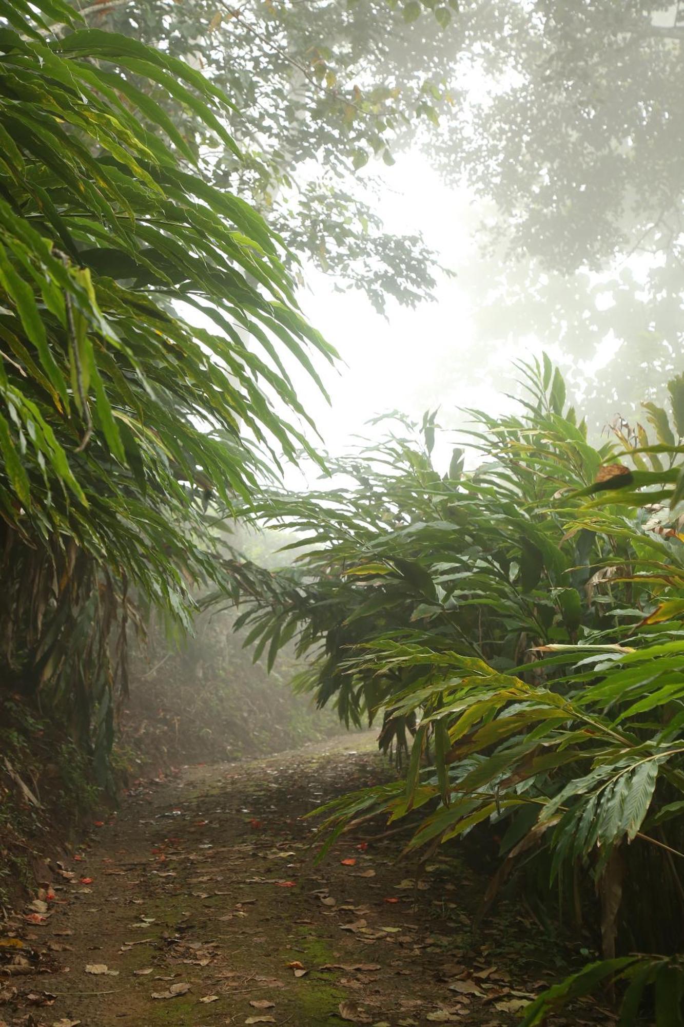 Spice Forest Plantation Homestay, Thekkady Vandiperiyar ภายนอก รูปภาพ